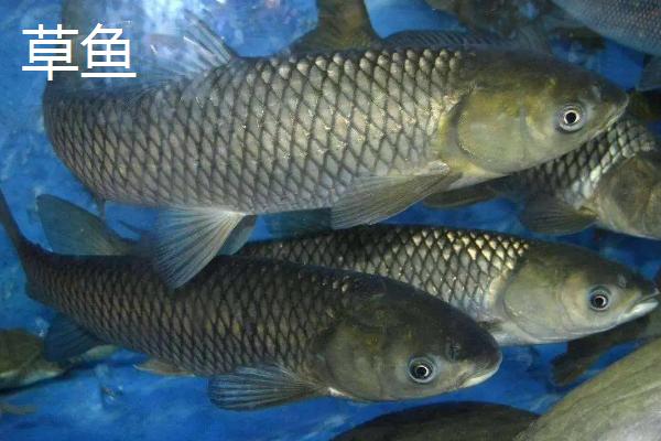 青鱼与草鱼区别图示,养虾为什么放草鱼