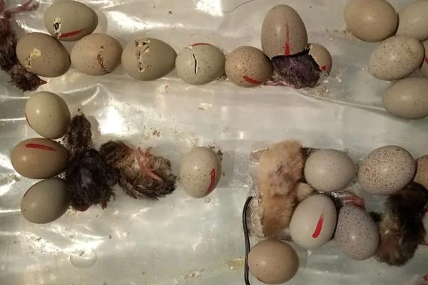 鹌鹑怎么孵化,鹌鹑一般多大开始产蛋