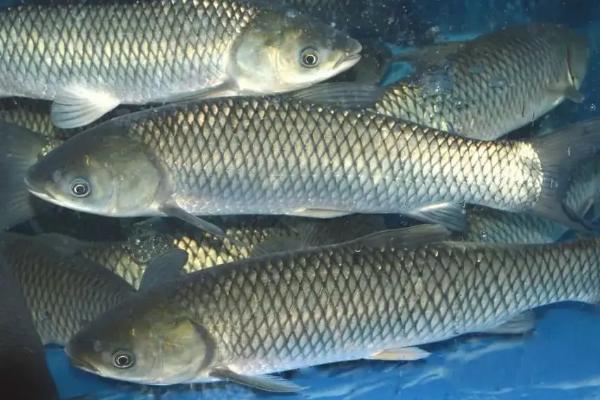 青鱼与草鱼区别图示,草鱼为什么可以和虾混养