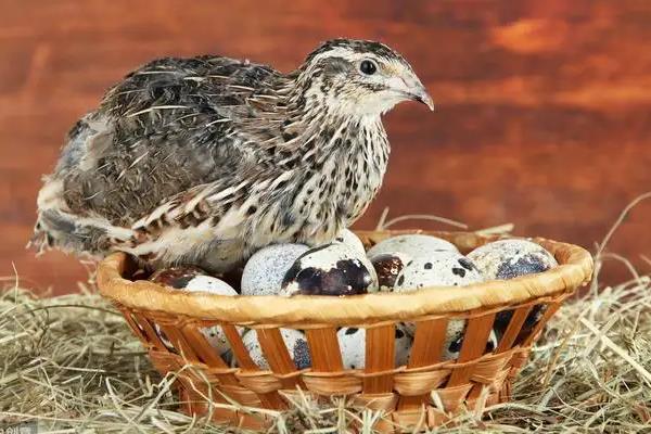 鹌鹑怎么孵化,鹌鹑一般多大开始产蛋