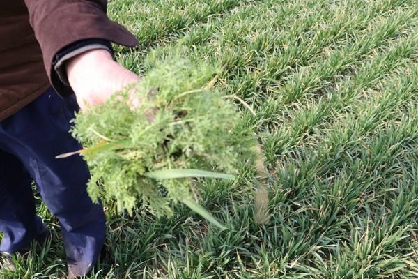 小麦过了清明还能打除草剂吗,小麦除草剂药害怎么办