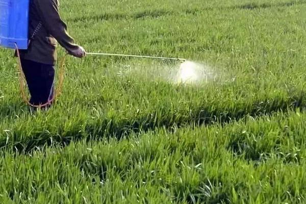 小麦过了清明还能打除草剂吗,小麦除草剂药害怎么办
