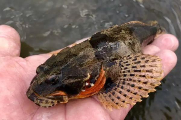 鲈鱼的水温和盐度多少，鲈鱼和海鲈鱼的区别