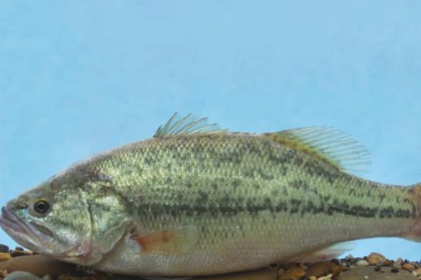 鲈鱼的水温和盐度多少，鲈鱼和海鲈鱼的区别