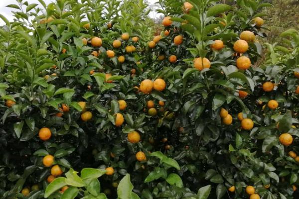 沙糖桔的种植技术与管理,附沙糖桔的产地