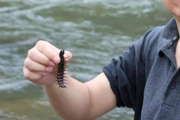 水蜈蚣养殖技术