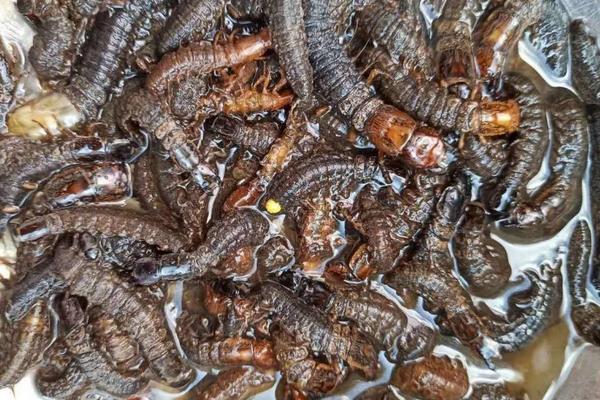 水蜈蚣养殖技术