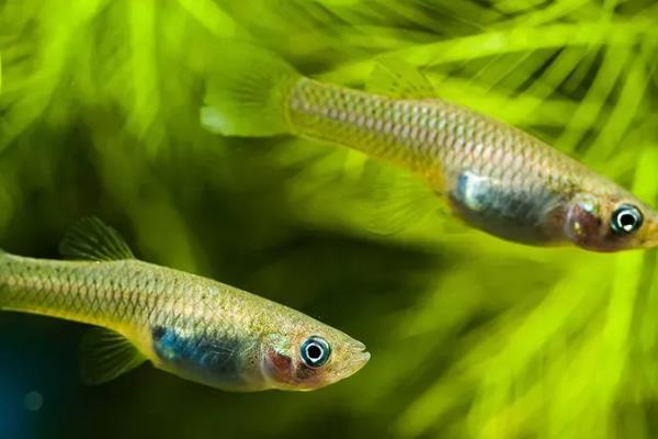 鱼怎么繁殖下一代,鱼繁殖需要什么条件