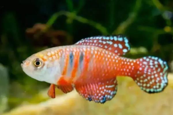 鱼怎么繁殖下一代,鱼繁殖需要什么条件