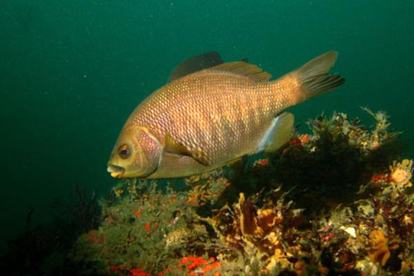 鱼怎么繁殖下一代,鱼繁殖需要什么条件