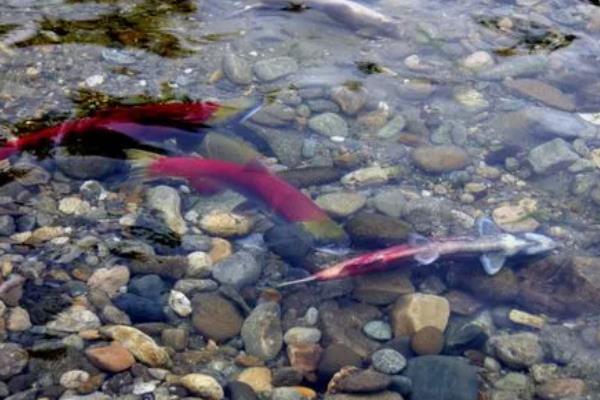 鱼怎么繁殖下一代,鱼繁殖需要什么条件