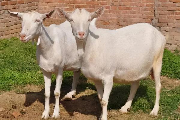 养羊必备十种药,常见的病有哪些