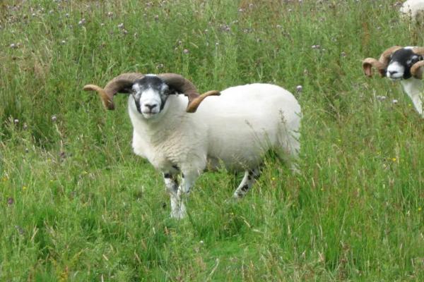 养羊必备十种药,常见的病有哪些