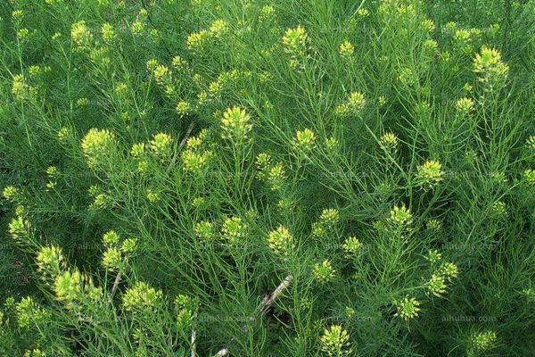 麦田播娘蒿用什么除草剂，播娘蒿和麦篙如何分辨