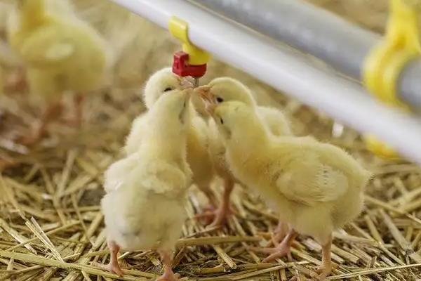 有27天出壳的小鸡吗，小鸡出壳后如何管理