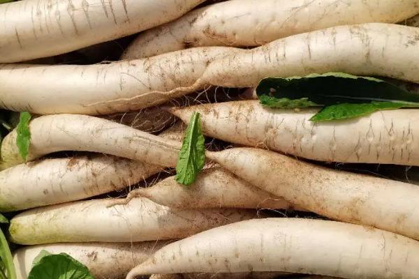 家庭培育的白萝卜之所以出现分叉现象是因为,白萝卜发苦是什么原因