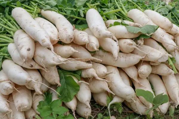 家庭培育的白萝卜之所以出现分叉现象是因为,白萝卜发苦是什么原因