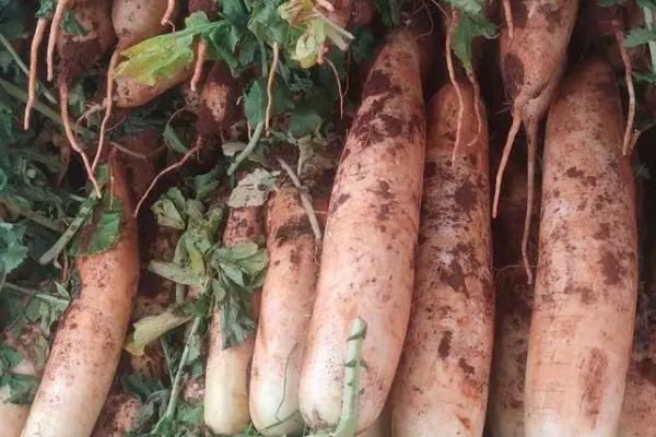 家庭培育的白萝卜之所以出现分叉现象是因为,白萝卜发苦是什么原因