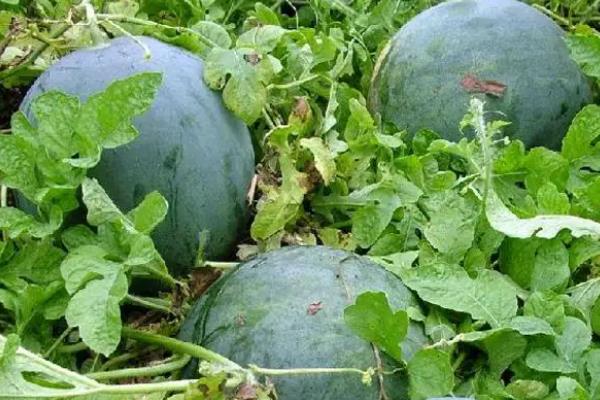 西瓜温度要求,西瓜需要什么肥料