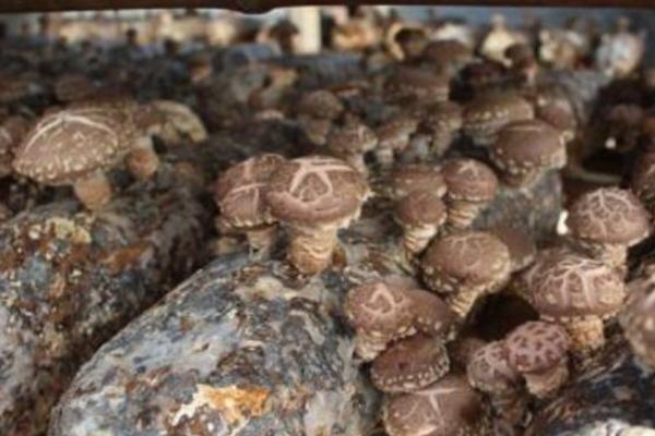 绿霉菌的杀灭方法如下,绿霉菌是怎么引起的