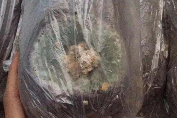 绿霉菌的杀灭方法如下,绿霉菌是怎么引起的