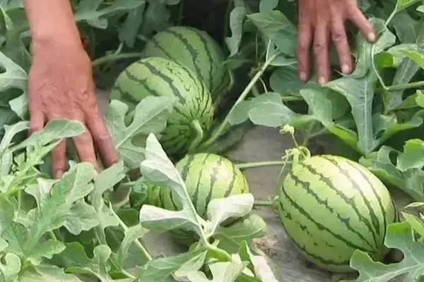 西瓜温度要求,西瓜需要什么肥料