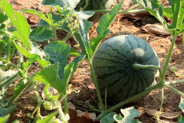 西瓜温度要求,西瓜需要什么肥料