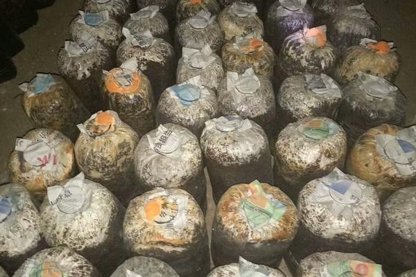 绿霉菌的杀灭方法如下,绿霉菌是怎么引起的