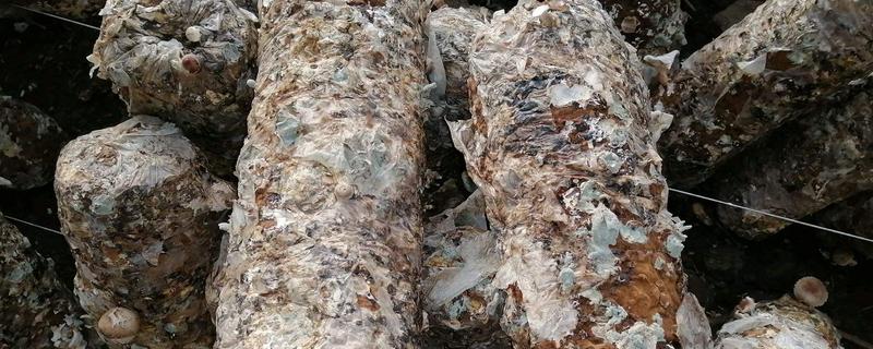 绿霉菌的杀灭方法如下，绿霉菌是怎么引起的