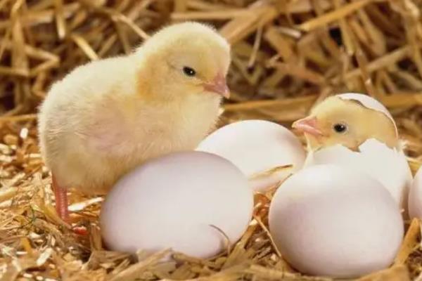 有27天出壳的小鸡吗，小鸡出壳后如何管理
