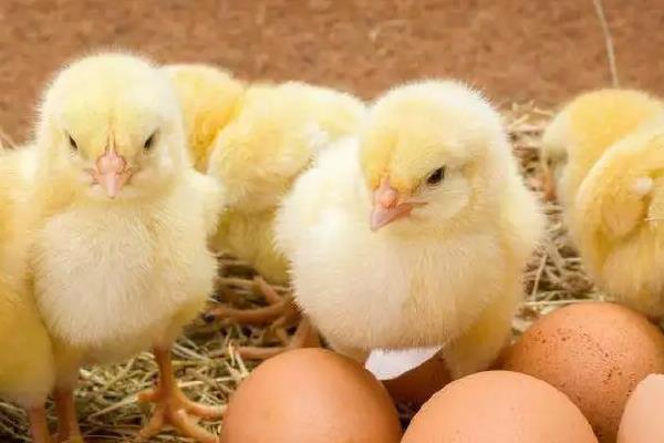 有27天出壳的小鸡吗，小鸡出壳后如何管理