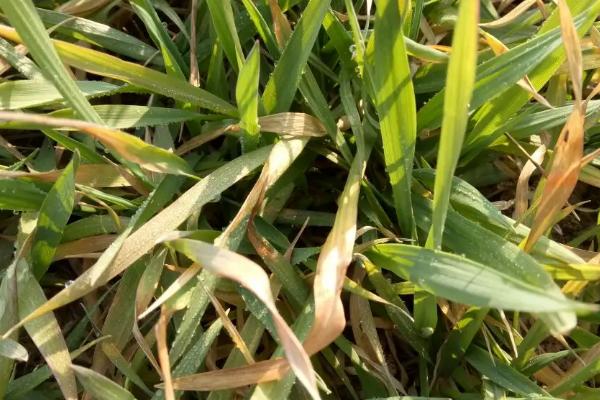 小麦水淹后发黄怎么补救，是什么原因导致的