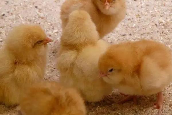 有27天出壳的小鸡吗，小鸡出壳后如何管理
