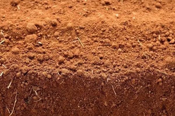 脐橙一年打药表，附种植方法