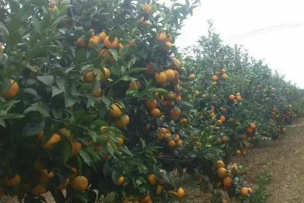 脐橙一年打药表，附种植方法