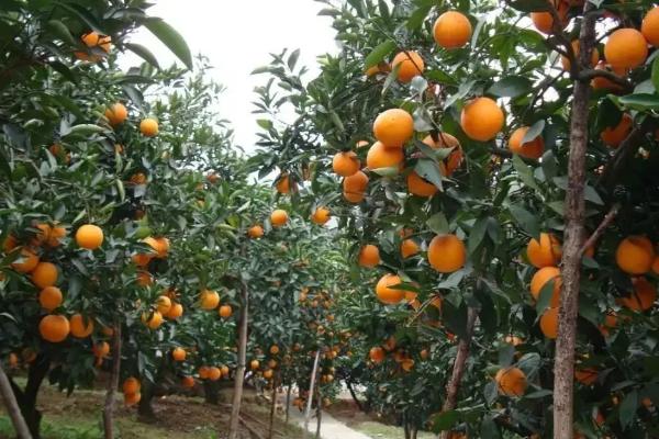 脐橙一年打药表，附种植方法