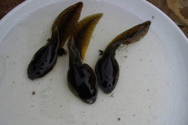 牛蛙小时候是不是蝌蚪，牛蛙和青蛙有什么区别