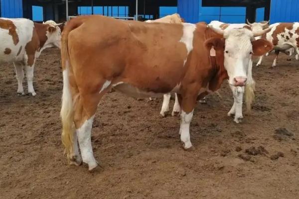 母牛胎衣不下怎么办，是什么原因导致的