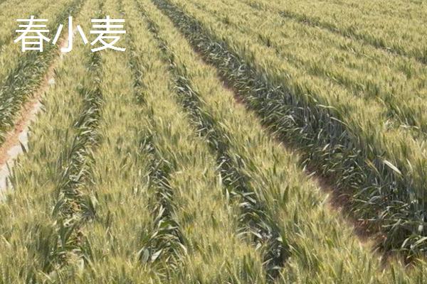 冬小麦和春小麦的播种和收割时间,冬小麦和春小麦有什么区别