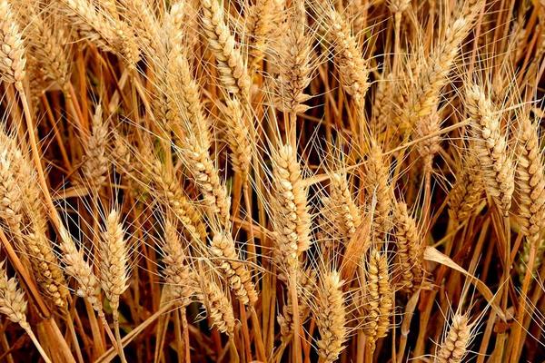 冬小麦和春小麦的播种和收割时间,冬小麦和春小麦有什么区别