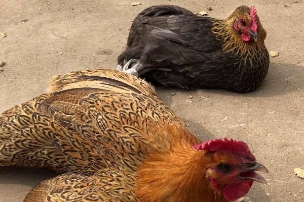 鸡是如何受精繁殖的,鸡受精到出蛋需要多长时间