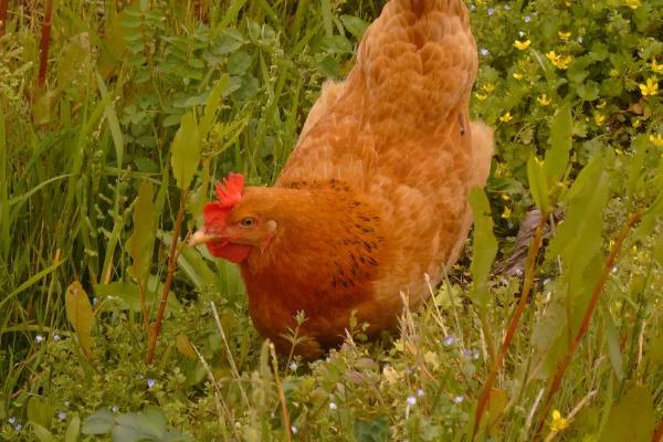 鸡是如何受精繁殖的,鸡受精到出蛋需要多长时间
