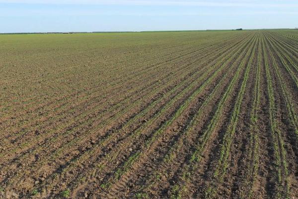 养殖牲畜会消耗哪些资源?对环境造成什么样的污染?