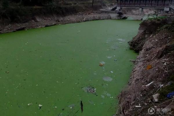 养殖牲畜会消耗哪些资源?对环境造成什么样的污染?