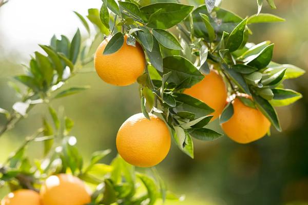 橙子优质丰产的条件，橙子如何挑选