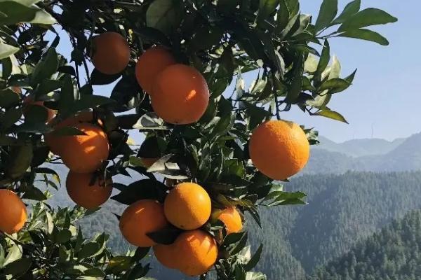橙子优质丰产的条件，橙子如何挑选