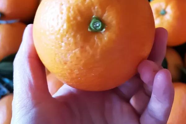 橙子优质丰产的条件，橙子如何挑选