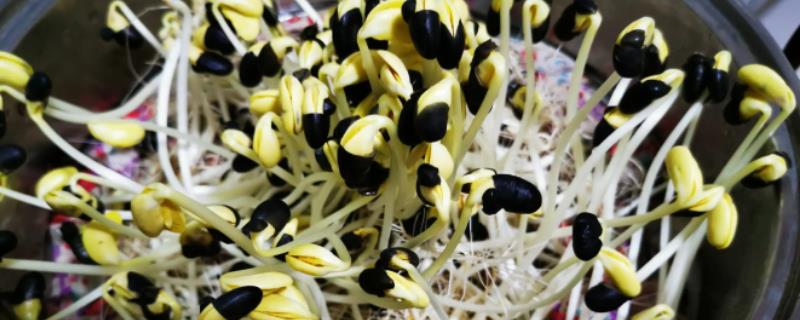 黑豆苗怎么生,黑豆苗长叶子了还能吃吗