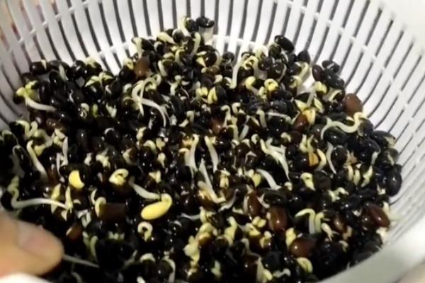 黑豆苗怎么生,黑豆苗长叶子了还能吃吗