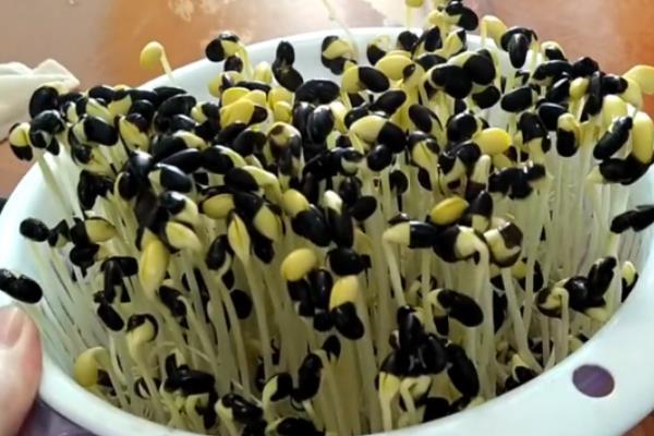 黑豆苗怎么生,黑豆苗长叶子了还能吃吗